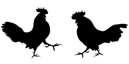 sabung ayam